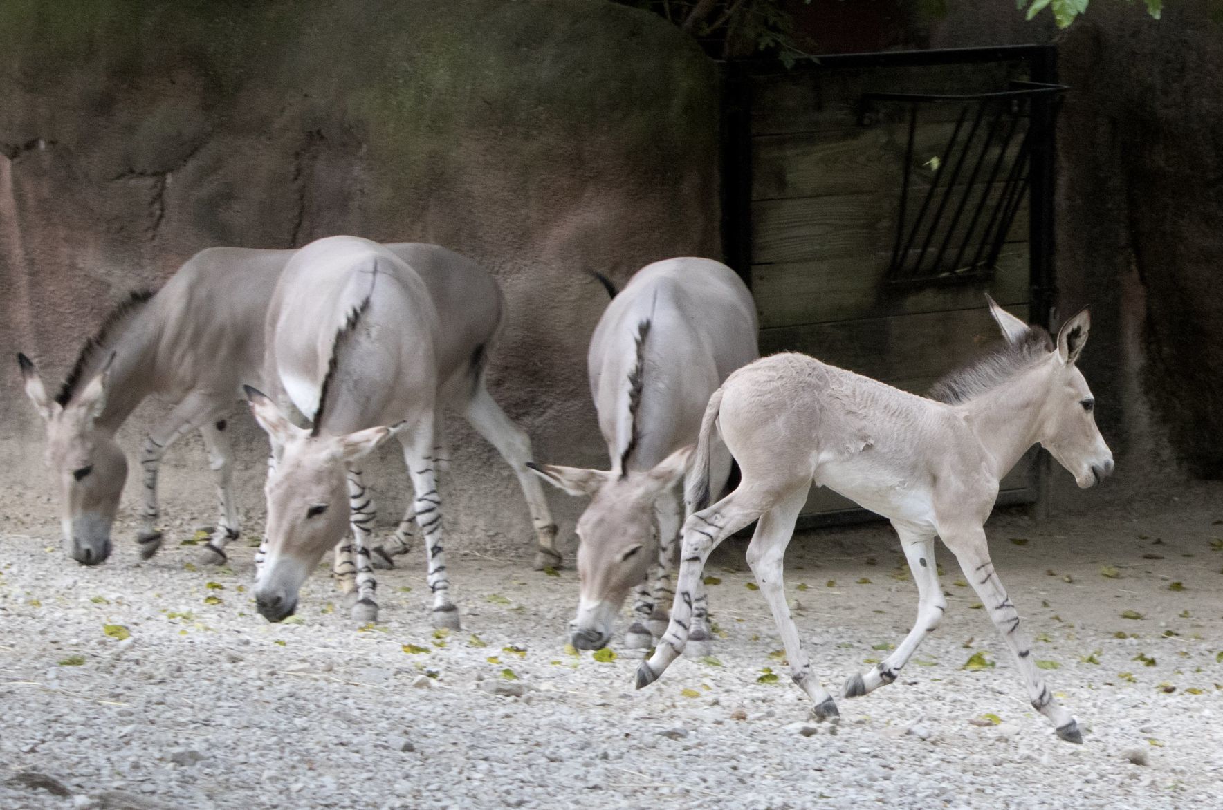Tobias is the newest Zoo resident